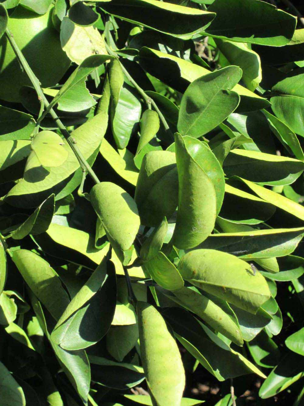              Sun leaves (Winter Haven, FL)       